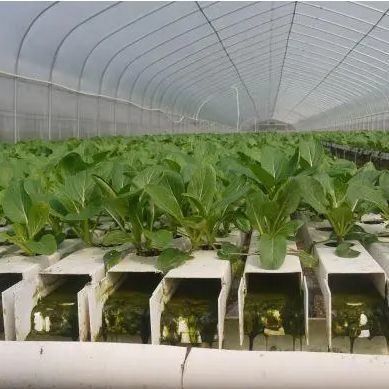 L'agriculture au film facilite les techniques de culture sans sol avancées pour les serres commerciales