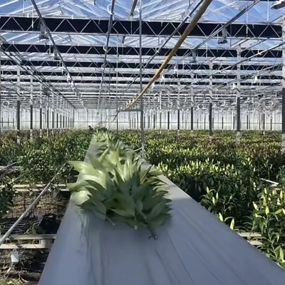 100.000kg Paquet Poids brut Système hydroponique de serre en verre avec irrigation à goutte à goutte