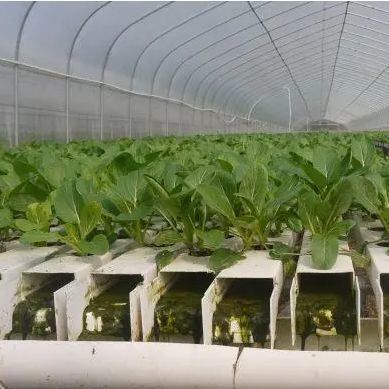 Film Système hydroponique de serre Paquet Poids brut 2000.000kg Demande personnalisée