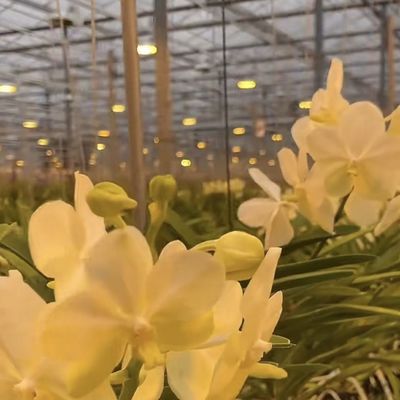 100.000kg Paquet Poids brut Système hydroponique de serre en verre avec irrigation à goutte à goutte