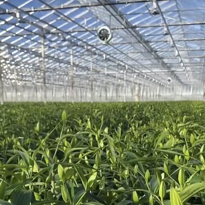 Un type de système hydroponique de serre en verre de toit pour les fleurs coût d'expédition abordable