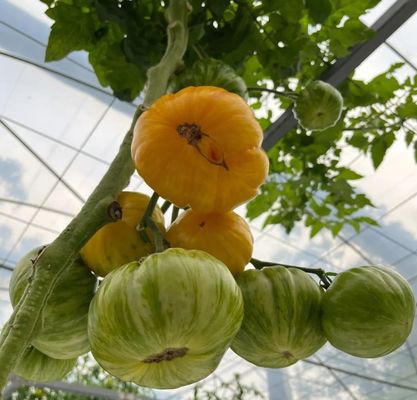 Système hydroponique Serre à film de contrôle climatique avec chauffage temporaire par Juxiang