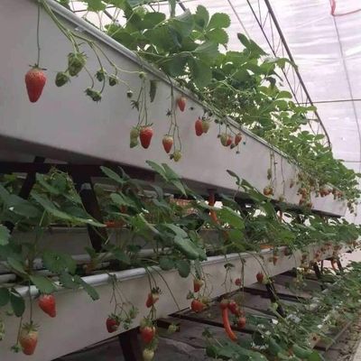 Système hydroponique Serre à film de contrôle climatique avec chauffage temporaire par Juxiang