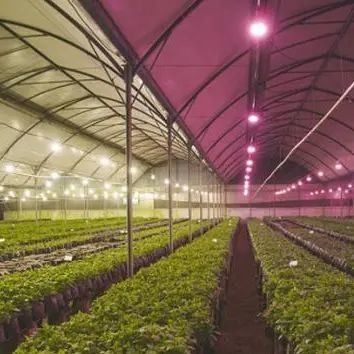 Serre éclairante anti-gouttes et brouillard pour la culture de semis
