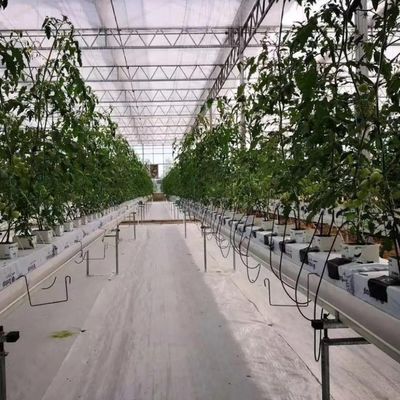 Installation hydroponique en serre en verre pour une culture toute l'année Coût abordable d'expédition