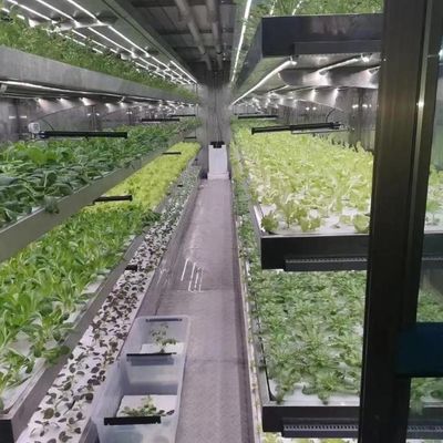 Installation hydroponique en serre en verre pour une culture toute l'année Coût abordable d'expédition