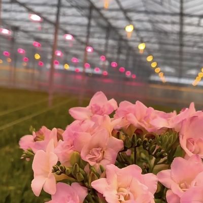 Système hydroponique de serre en verre à longue portée pour des conditions de croissance végétale optimales