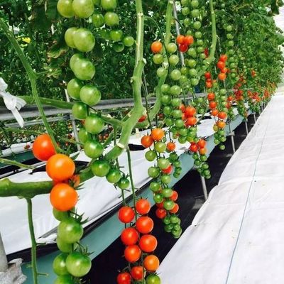 Système hydroponique de serre à grande échelle pour l'agriculture avec méthode de chauffage temporaire
