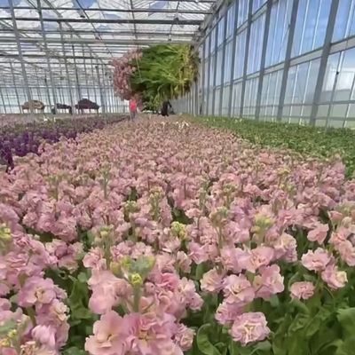 Système d'irrigation par goutte-à-goutte en verre hydroponique commercial avec personnalisation