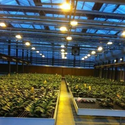 Environnement contrôlé Serre de plantation éclairée avec revêtement en verre et éclairage