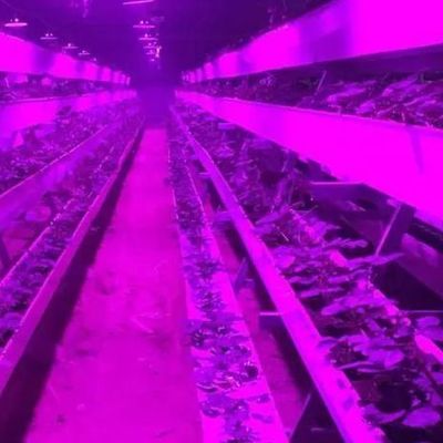 Environnement contrôlé Serre de plantation éclairée avec revêtement en verre et éclairage