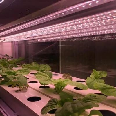 Environnement contrôlé Serre de plantation éclairée avec revêtement en verre et éclairage