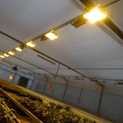 Environnement contrôlé Serre de plantation éclairée avec revêtement en verre et éclairage
