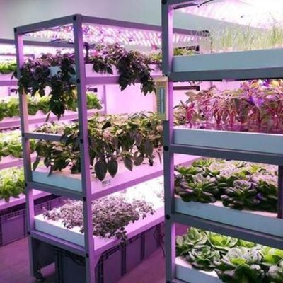 Environnement contrôlé Serre de plantation éclairée avec revêtement en verre et éclairage