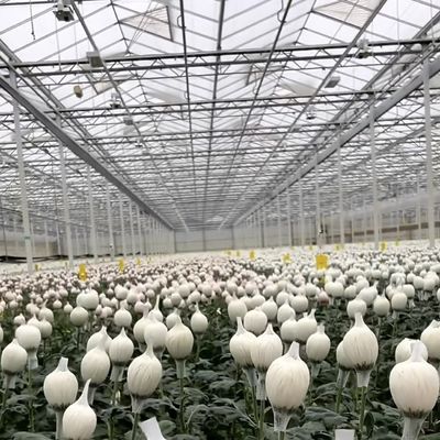 Système d'hydroponie en serre avec personnalisation et poids brut du paquet 100.000 kg