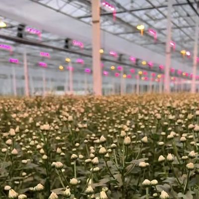 Système d'hydroponie en serre avec personnalisation et poids brut du paquet 100.000 kg