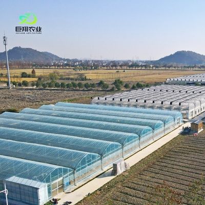 Serre en verre pour planter des tomates et des feuilles JX-Span en verre 8m 9,6m 12m personnalisé