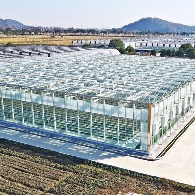 Serre en verre pour planter des tomates et des feuilles JX-Span en verre 8m 9,6m 12m personnalisé