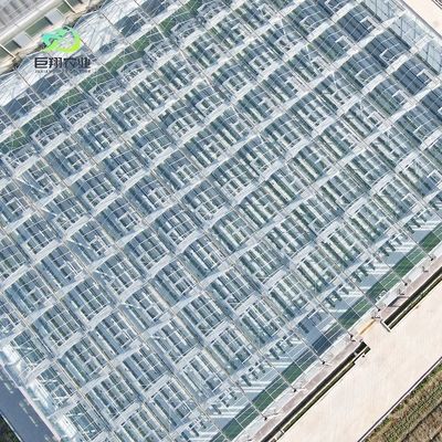 Serre en verre pour planter des tomates et des feuilles JX-Span en verre 8m 9,6m 12m personnalisé