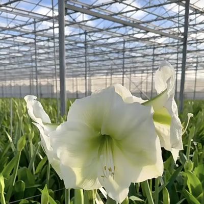Système hydroponique de serre pour les légumes et les fleurs