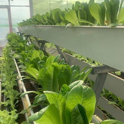 Serre pour semis hydroponiques recouverts de verre avec ombrage extérieur et refroidissement par pulvérisation