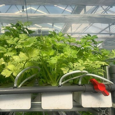 Serre pour semis hydroponiques recouverts de verre avec ombrage extérieur et refroidissement par pulvérisation