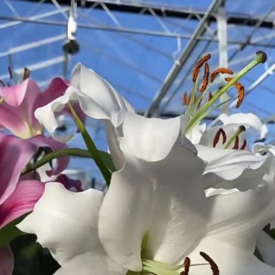 Serre commerciale à double couche pour la plantation intelligente de légumes et de fleurs