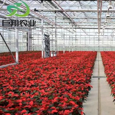 Méthode de culture hydroponique Agriculture Serre en verre pour tomates et fruits tempérée