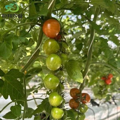 Méthode de culture hydroponique Agriculture Serre en verre pour tomates et fruits tempérée
