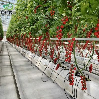 Méthode de culture hydroponique Agriculture Serre en verre pour tomates et fruits tempérée