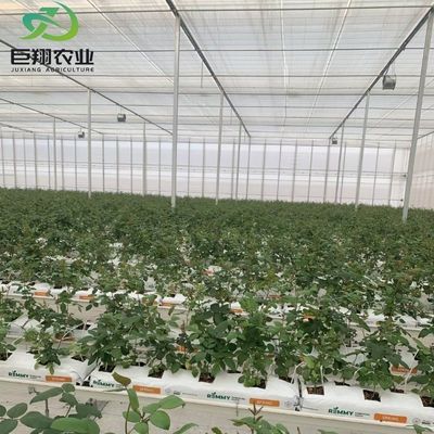 Méthode de culture hydroponique Agriculture Serre en verre pour tomates et fruits tempérée