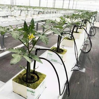 Serre personnalisée pour l'agriculture Verre commercial/Verre trempé/Verre flottant