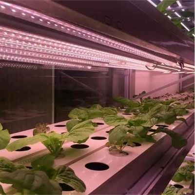 Serre d'éclairage contrôlée par pulvérisateur à eau à double couche pour les solutions de plantation