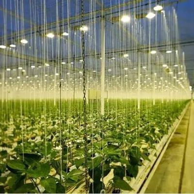 Couverture en verre JX-GG-12 Plantation hydroponique ombragée Serre éclairée par Juxiang