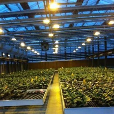 Couverture en verre JX-GG-12 Plantation hydroponique ombragée Serre éclairée par Juxiang