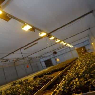 Couverture en verre JX-GG-12 Plantation hydroponique ombragée Serre éclairée par Juxiang