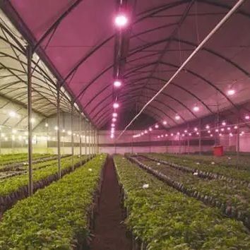 Couverture en verre JX-GG-12 Plantation hydroponique ombragée Serre éclairée par Juxiang