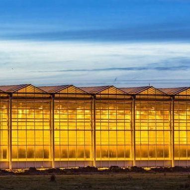 Couverture en verre JX-GG-12 Plantation hydroponique ombragée Serre éclairée par Juxiang