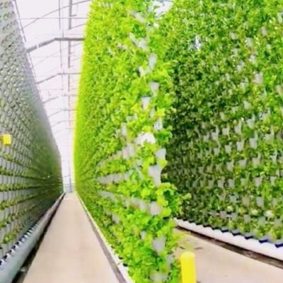 Installation de semis hydroponique Serre à film d'ombrage intérieur avec ombrage extérieur