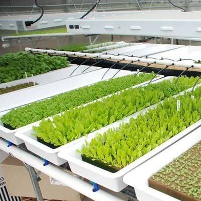 Installation de semis hydroponique Serre à film d'ombrage intérieur avec ombrage extérieur