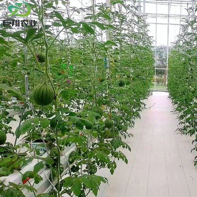 Serre pour concombres de 8 m 9,6 m 12 m en acier galvanisé à chaud