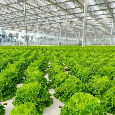 Serre en verre à prix raisonnable pour une grande production végétale et de grande taille
