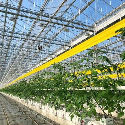 Serre en verre à prix raisonnable pour une grande production végétale et de grande taille