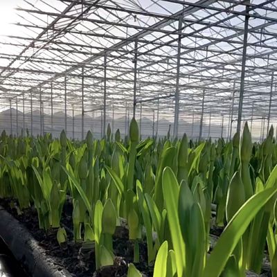 Grande serre couverte de verre pour la culture de fleurs