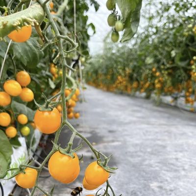 Serre en verre Ju Xiang avec toit de type Coût d'expédition et délai de livraison estimé