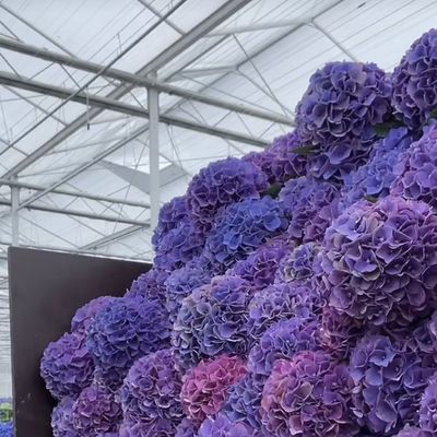 Serre en verre d'origine chinoise La solution parfaite pour l'agriculture commerciale à grande échelle