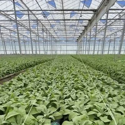 Serre en verre d'origine chinoise La solution parfaite pour l'agriculture commerciale à grande échelle