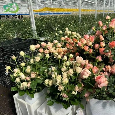 Serre JX-Glass personnalisée 2023 Juxiang équipement agricole avec système de refroidissement