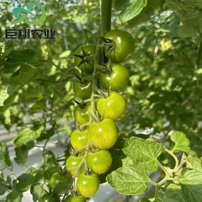 Serre JX-Glass personnalisée 2023 Juxiang équipement agricole avec système de refroidissement