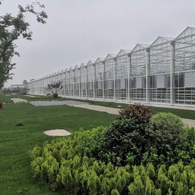 Structure en acier irrigation par goutte à goutte Serre en verre pour plantes Toiture en forme de type